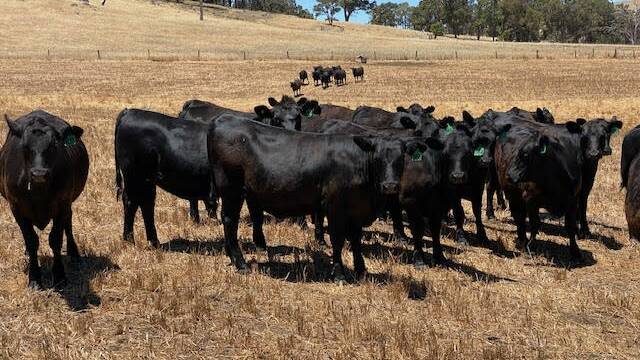  Bridgetown operation PT Pullan has nominated 30 unjoined Angus heifers aged 10-11 months for the sale.
