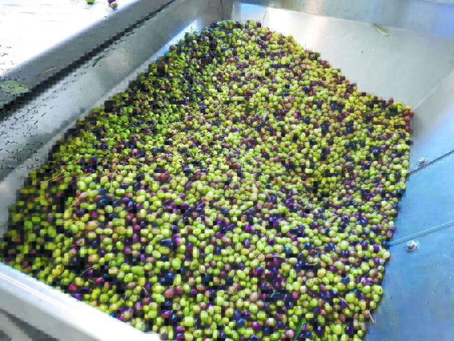 Olives are processed within 24 hours of being picked to maximise the oil quality.