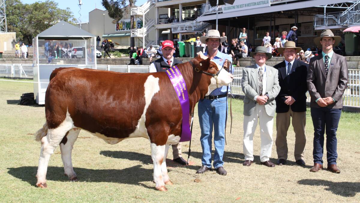 With the interbreed junior champion female Mubarn Kirra R13 (PP) exhibited by the Mubarn Simmental stud, Pinjarra, were Pearce Watling (left), representing award sponsor Elders Limited, Mubarn stud principal Paul Tuckey and judges Charles and Peter Cowcher, Willandra Simmental and Red Angus studs, Williams and Kurt Wise, Southend Murray Grey stud, Woodanilling.