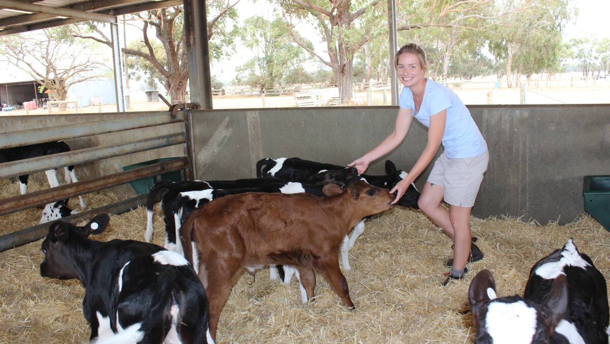  Elgin Dairies' calf rearer Natalie Merritt with some of her charges.
