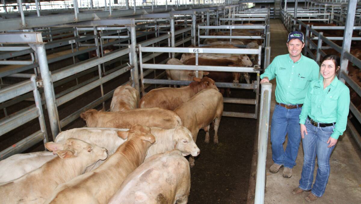  Nutrien Livestock pastoral agent Shane Flemming, WA Rural and newly appointed Nutrien Livestock commercial cattle manager Skye Ogerly looked over the line of Charolais cross bulls offered by Mount Florance station, Marble Bar, that sold to $1825 and 460c/kg.