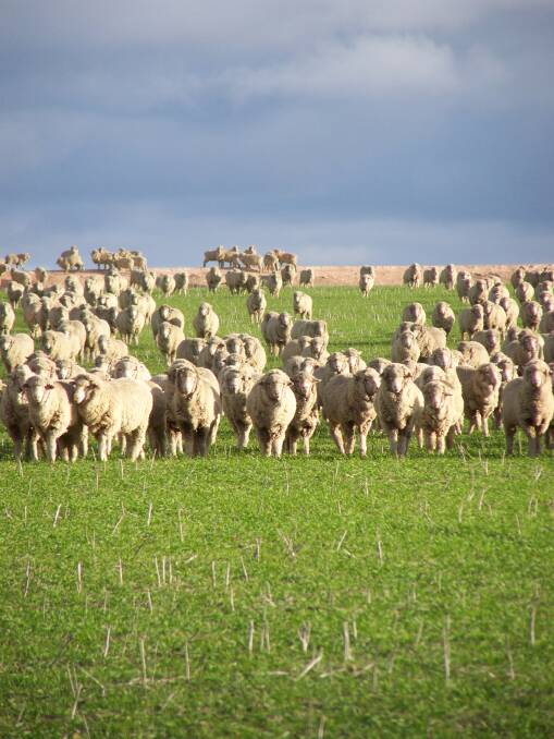 Sheep grazing a wheat crop. Research indicates that grazing crops can add up to $1000 per hectare to a farm's bottom line. Photo: GRDC. 