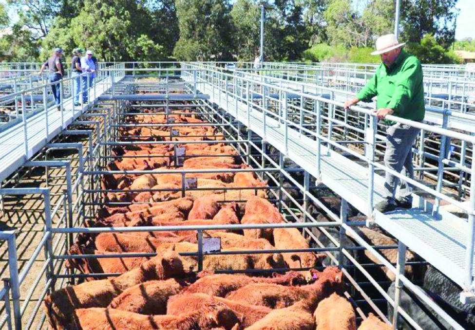 Nutrien Livestock South West livestock manager Peter Storch stands over a run of South Devon weaners offered by DW & MJ Rees, Collie, at last month's Nutrien Livestock store cattle sale at Boyanup.The Rees family will offer 40 South Devon steers and 15 South Devon heifer weaners aged seven months at the company's May store sale this Friday, May 7.
