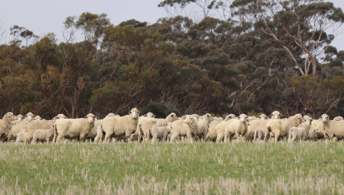 Mitch said the goal is to increase numbers by an extra 1000 ewes in the Merino mating, indicating a long term trust in the profitability of Merinos within a mixed enterprise out in the eastern Wheatbelt.