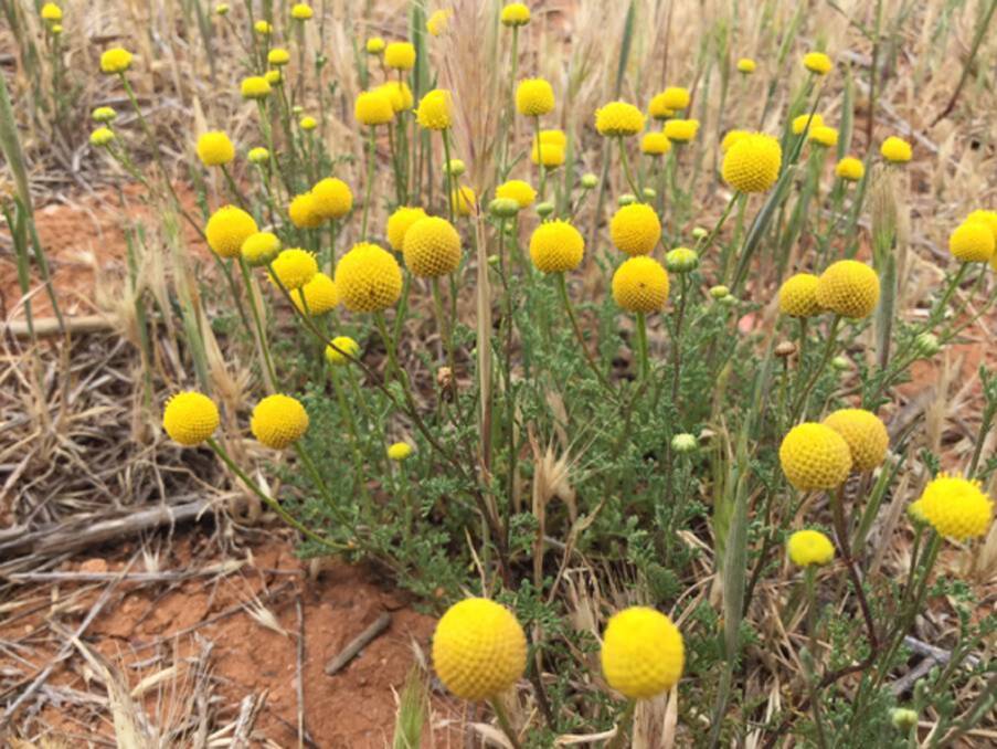  There are two species of matricaria active in WA, distinguished by their differing flower heads.