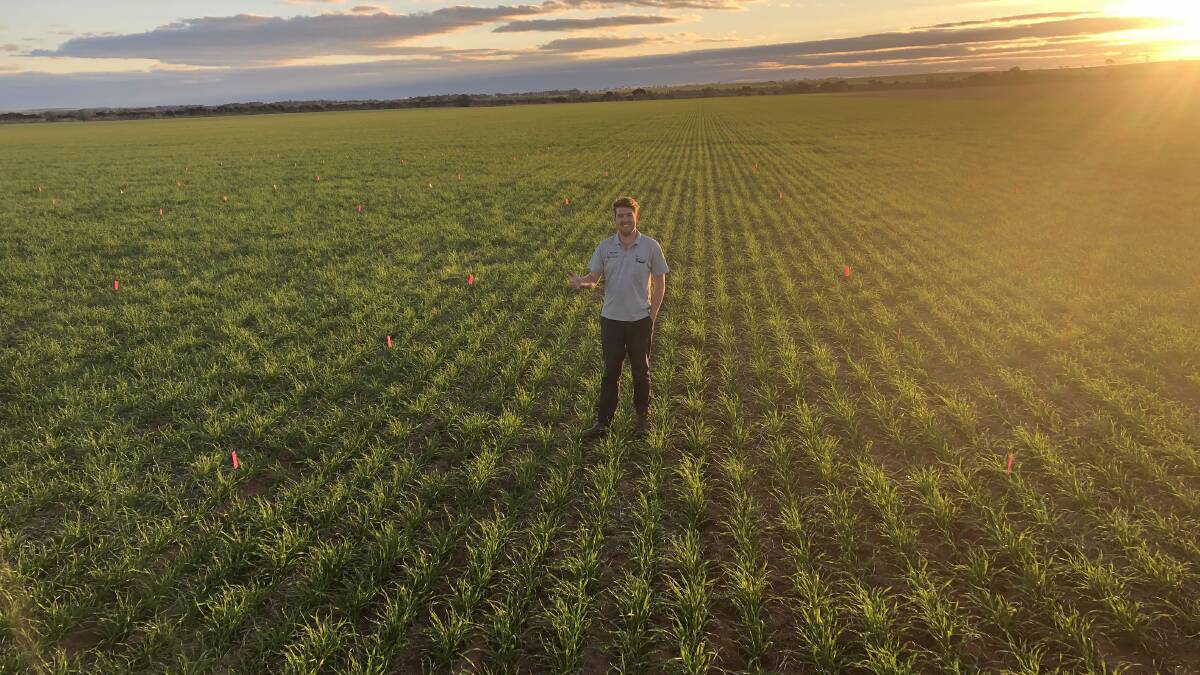 Robert Harrison in the middle of a nitrogen transformation trial at Narembeen last year.