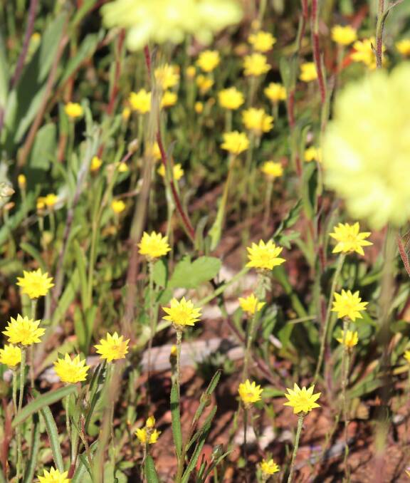 Beneath the carpet of Pompom Heads in Coalseam Conservation Park are a mat of tiny yellow daisies.