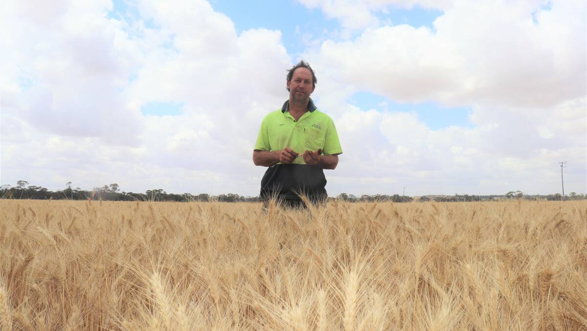 Carnamah farmer Brendon Haeusler in a paddock of Chief wheat ready to be harvested. Yields so far have ranged from 1.8-3.8 tonnes per hectare in a low-input-cost cropping operation.