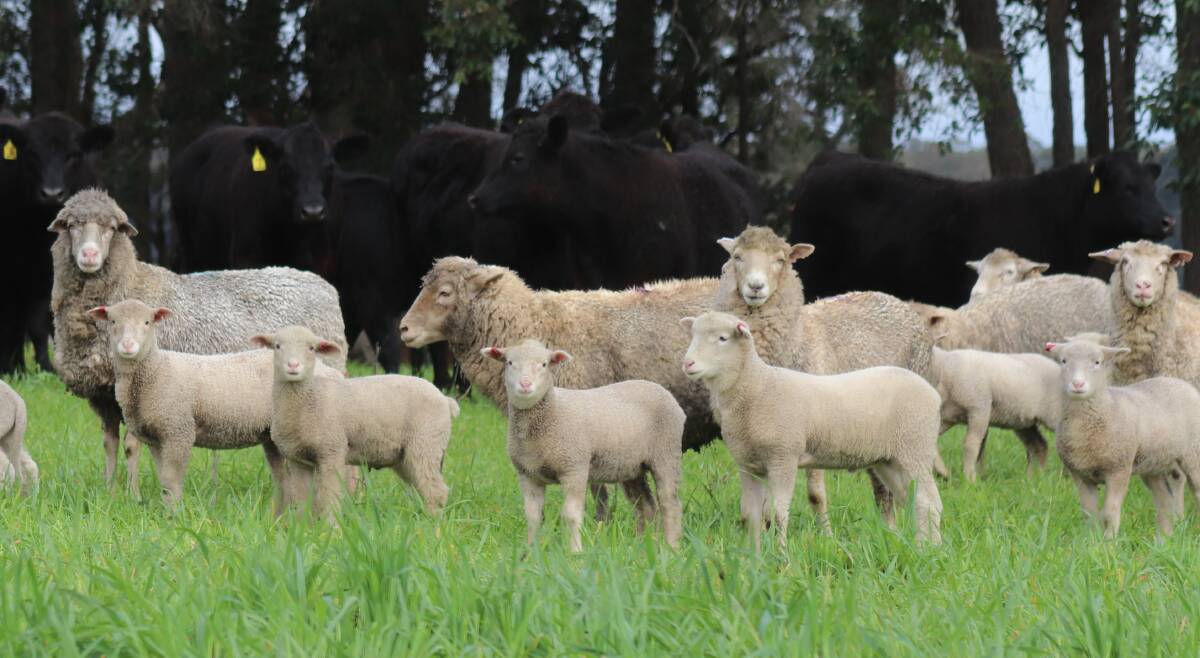 The multimeat ewes carry the Booroola gene, which gives them the ability to produce multiple lambs. Multimeat ewes will usually produce four to five lambs per ewe but the Ryans aim to have two to three lambs per ewe. They control this by controlling the ewes diets carefully before mating.