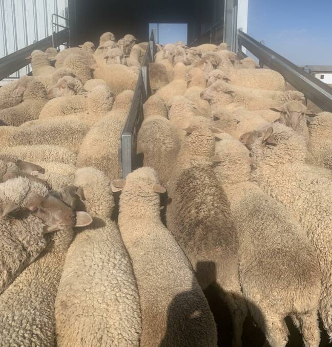 Lambs loading for their first shearing into the new shed at Mollerin.