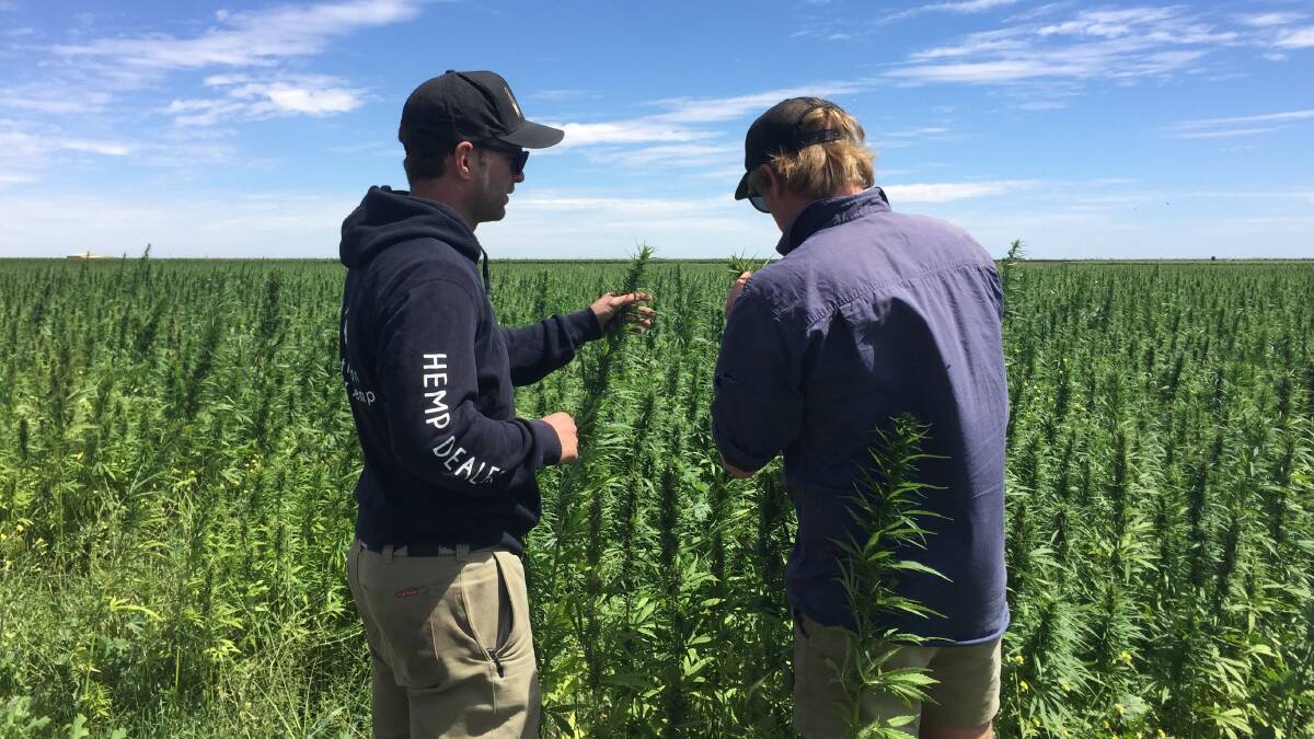 James Hood (left) with one of his growers, George Commins, in his crop near Griffith in New South Wales.