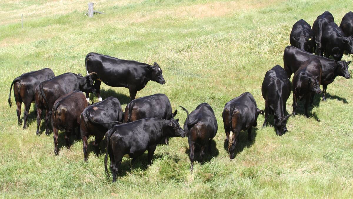  New sale vendors Michael and Sophia Giumelli, Ferguson Valley, will offer 21 PTIC Angus-Friesian cross heifers at their first Elders Springing Heifer sale. The younger February/March 2019-born heifers are due to calve to Angus bulls from January 27 for six weeks.