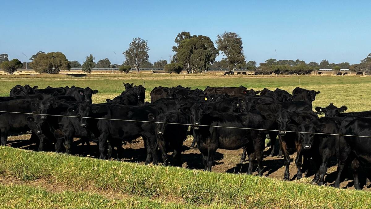 One of the largest vendors in the sale will be PMV & G & E Butler, Waterloo, when its trucks in its annual draft of 12-month-old Angus weaners. The Butlers will offer 70 steers and 30 heifers.