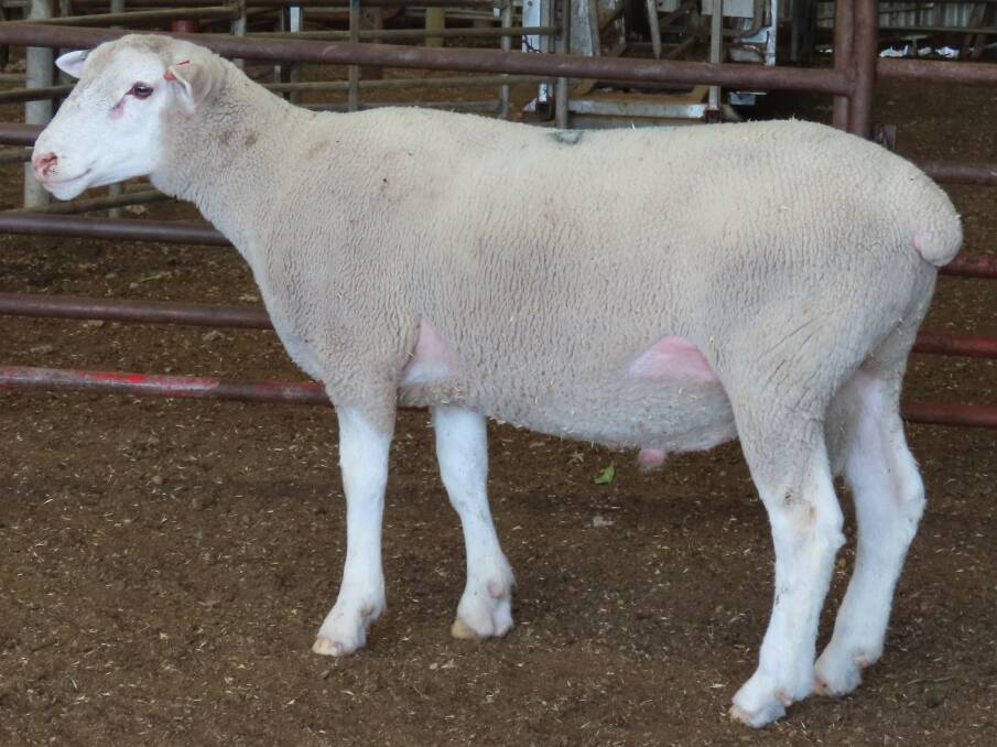 The top-priced White Suffolk ram in pen 46 sold for $2050 and is sired by Felix-200895.