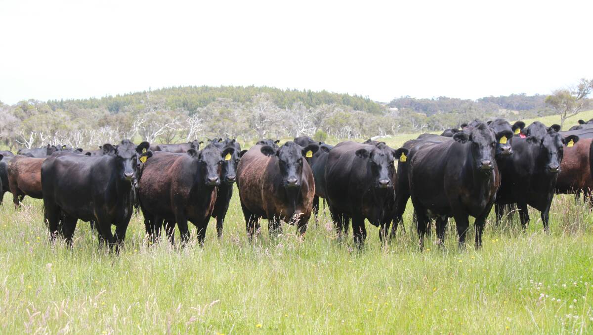 Hillcrest Farms, Youngs Siding and Walpole, will offer 15 Angus rising second calvers in the sale which have been joined to a Texas Angus bull and are due to calve from March 3 for eight weeks.