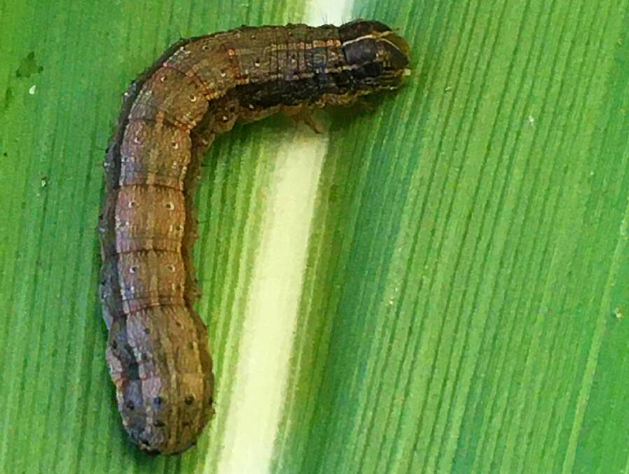 Fall armyworm larva on maize. It would wreak havoc it is reached the Wheatbelt.