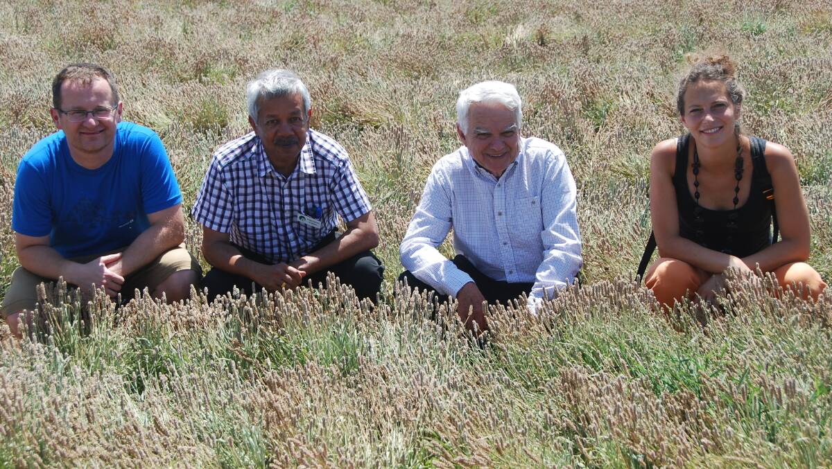 p Silvano Ciani (left), lead corporate research and innovation - basic research, Dr Schr, Department of Primary Industries and Regional Development's development officer Siva Sivapalan and principal research scientist David McNeil, and Ombretta Polenghi, head of corporate research and innovation, Dr Schr, in a trial plantago crop at the Frank Wise Institute of Tropical Agriculture.
p Silvano Ciani (left), lead corporate research and innovation - basic research, Dr Schr, Department of Primary Industries and Regional Development's development officer Siva Sivapalan and principal research scientist David McNeil, and Ombretta Polenghi, head of corporate research and innovation, Dr Schr, in a trial plantago crop at the Frank Wise Institute of Tropical Agriculture.