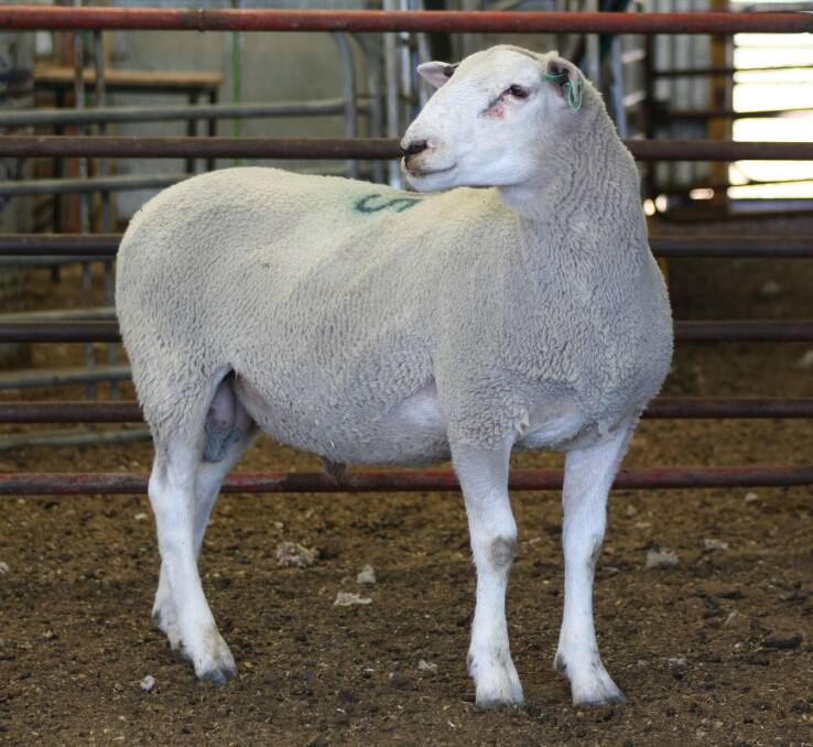 It was the Maternal ram in lot 45 tag ID 190118 that reached the top price of $1250 during the Mount Ronan AuctionsPlus online sale last week and was paid by
AK & KE O'Halloran, Hamilton, Victoria.
