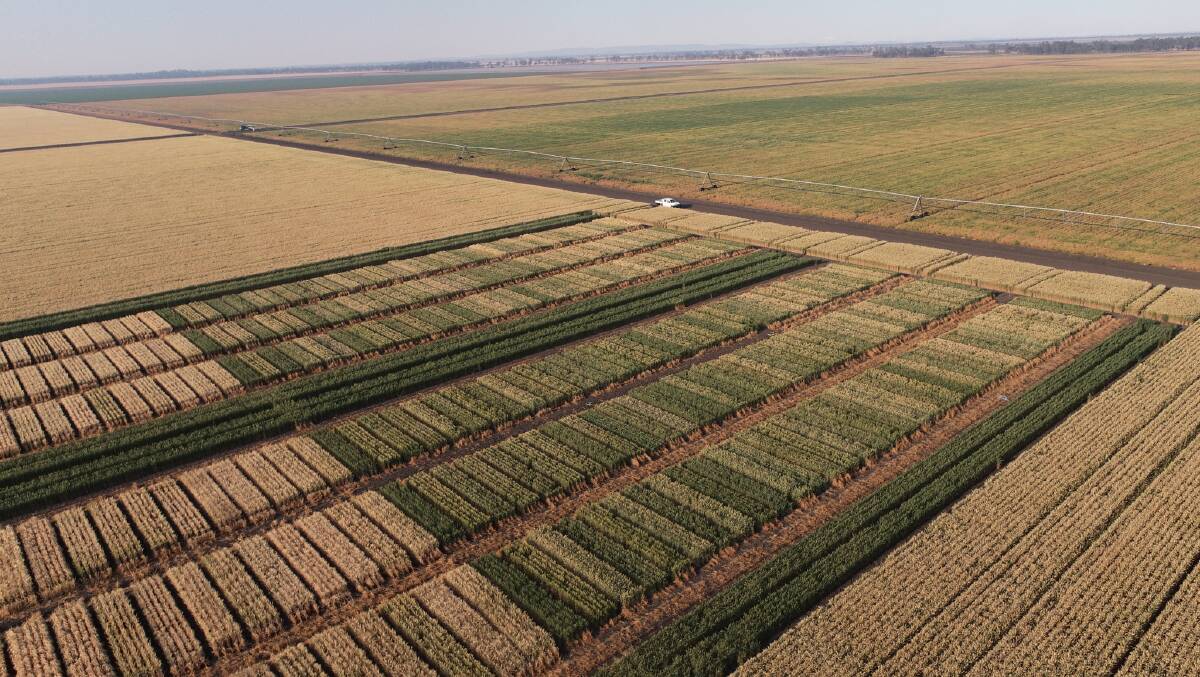 The five-year INVITA investment will deliver improved predictors of variety performance, quicker access to trial data for growers, better monitoring of trial quality and variety responses to environmental stresses - underpinning great grower profitability. Photo by The University of Queensland.