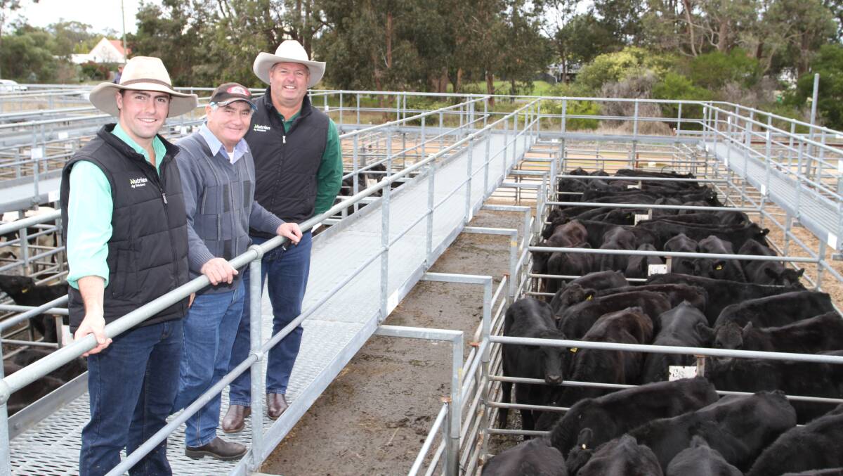 Volume vendor at Nutrien Livestock's day one June Special store cattle sale at Boyanup last Friday was Gundagai Dairy, Boyanup. Looking over their 128 first cross Angus-Friesian steers which sold to $2036 and 674c/kg were Nutrien Livestock trainee Austin Gerhardy (left), cattle buyer John Gallop and Gundagai Dairy's livestock agent and sale auctioneer Chris Waddingham, Nutrien Livestock, Capel.