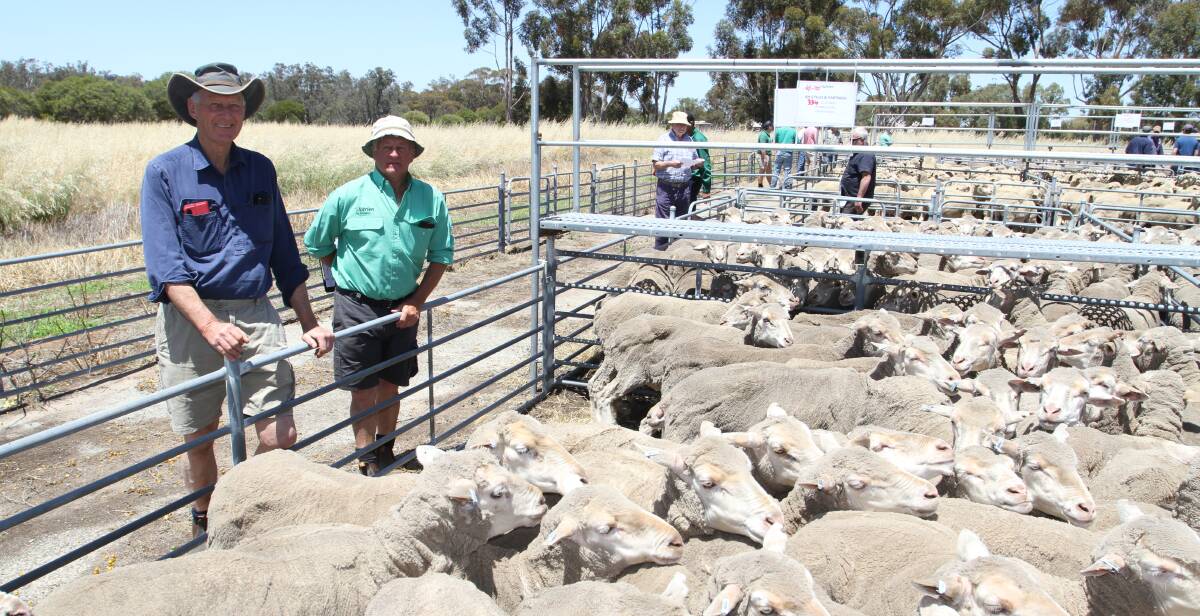 Vendor Gary Lorrimar (left), BH Styles & Partners, Highbury and sale co-ordinator Ashley Lock, Nutrien Livestock, Narrogin, look over the 333 October shorn Darijon blood 5.5yo ewes that sold to the Eastern States for $177. Mr Lorrimar also sold 308 August shorn 1.5yo ewes of the same breeding to Mr Lock for $206 who was buying for an Victorian order.