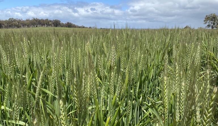 Seven new varieties of wheat were added to the 2022/23 Wheat Variety Master List, including InterGrains Brumby.