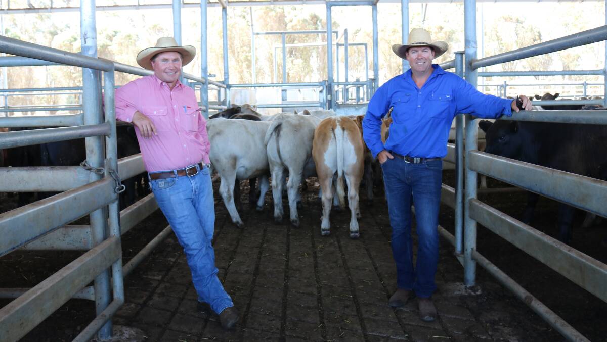  The title for the champion pen of heifers overall went to a pen of heifers from GJ & LJ Hicks, Narrikup. With the winning heifers were Elders Albany representative David Lindberg (left) and competition judge Rodney Galati, Brunswick.