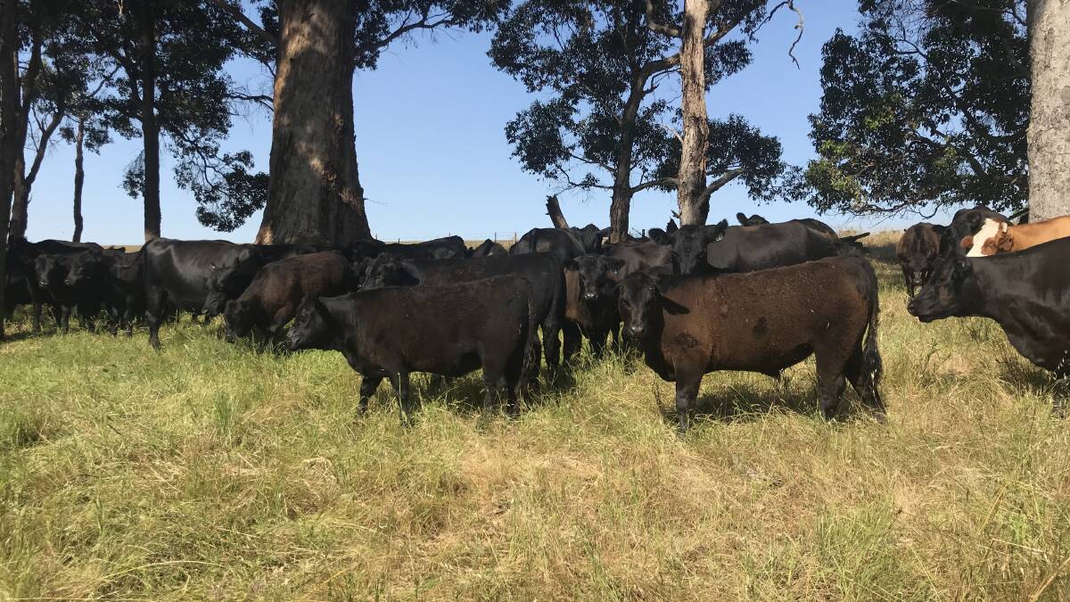 Some of the 198 Angus steer and heifer weaners offered by volume vendors GM & MA Kilrain, Manjimup, at the Elders weaner sale at Manjimup last week. The Kilrain's calves topped the sale's liveweight prices at 348c/kg for steers and 264c/kg for heifers.