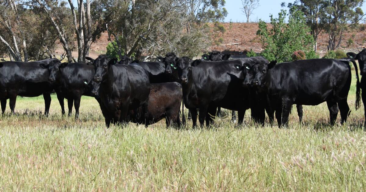 The Gardiner family, KJ & EM Gardiner, Bridgetown, will offer 31 SimAngus-Friesian, owner-bred heifers in the sale. The heifers are PTIC to a SimAngus bull from the Bonnydale stud.