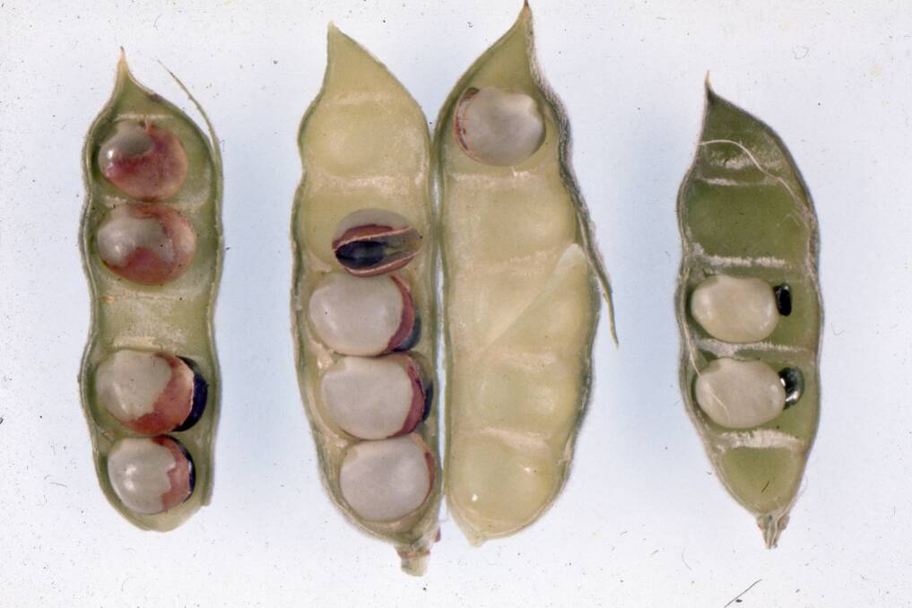 Symptoms of manganese deficiency in narrow-leafed lupin pods. Photograph by Nigel Wilhelm.