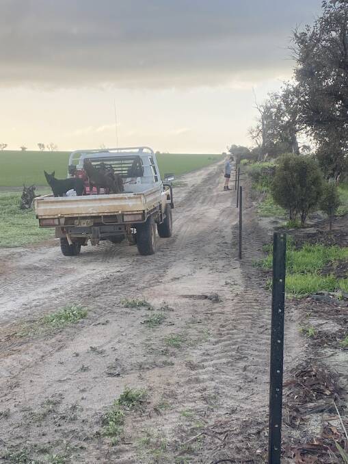  Regular rainfall has delayed spraying a little on Steven Bolt's farm at Corrigin, however there's "definitely lots of odd jobs getting done here at the moment", including fencing as pictured. He was hoping to get into some paddocks this week for spraying before the next system turns up. Photo by Steven Bolt.