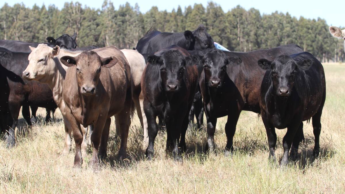 Harvey producers JP & LJ Andony will offer 46 Angus and Angus-Murray Grey mixed sex calves in the sale.