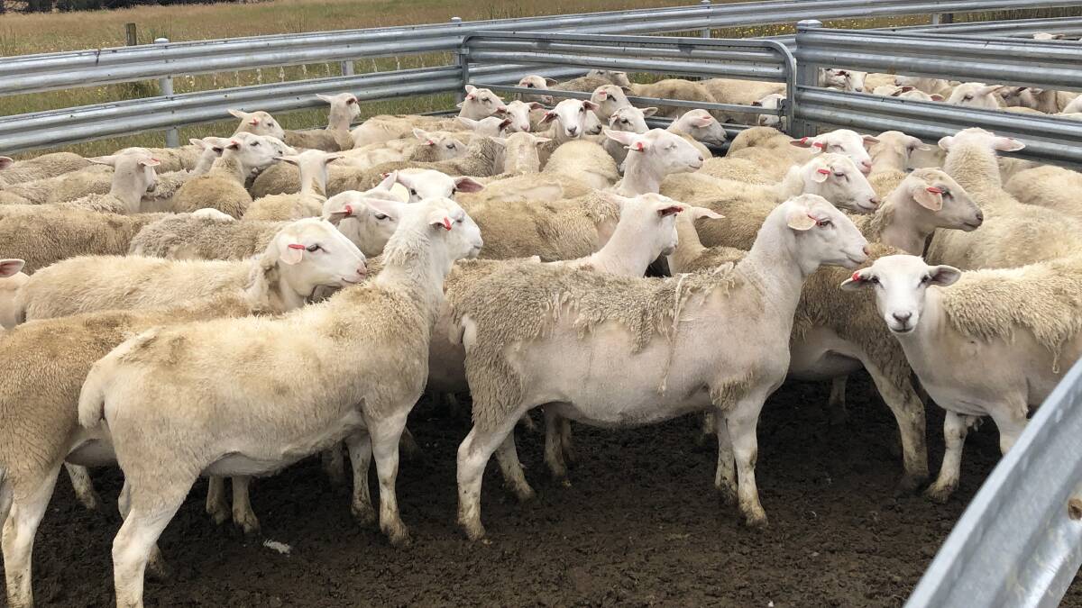The Hoggart family, Hoggart Family Trust, Condigup, were the largest vendors in the UltraWhite ewe lamb section selling 1604 ewes lambs in six lines for between $302 and a top of $306 for two lines.
