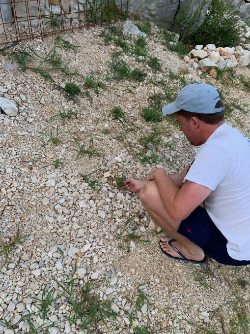 Mr Harrison collecting pasture legumes germplasm in Croatia in 2019.