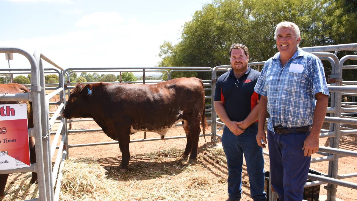 Daniel Price (left), Talgarth Shorthorn stud, Bindoon and buyer Dennis Martin, GA & PA Martin, Badgingarra, with the Talgarth bull purchased by the Martin family for $4000 at the sale.