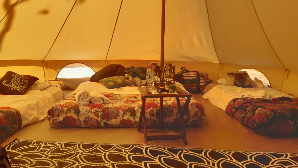 Inside the glamping tent that was journalist Tamara Hooper's home while staying at Bullara station in July.