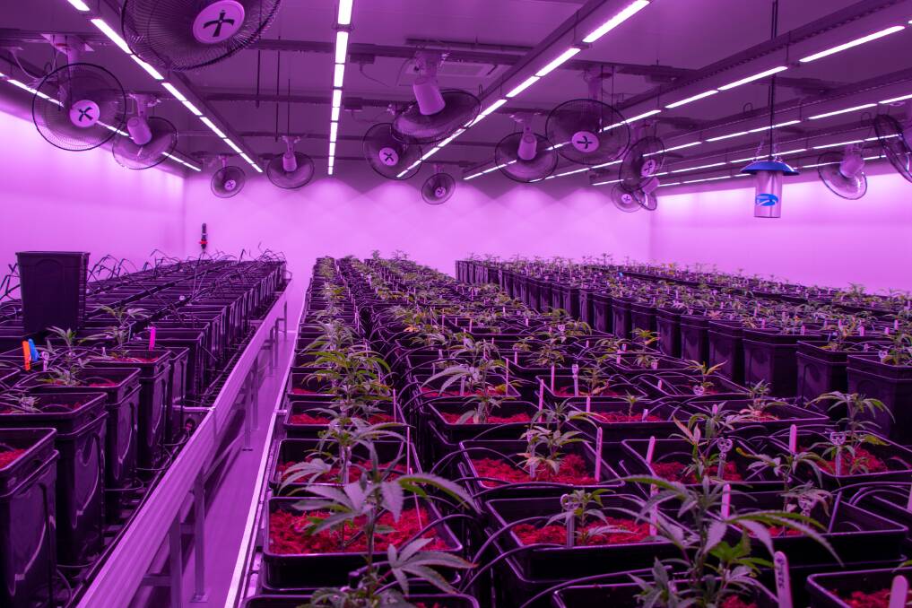 LGP started with two small grow rooms in the South West of WA.