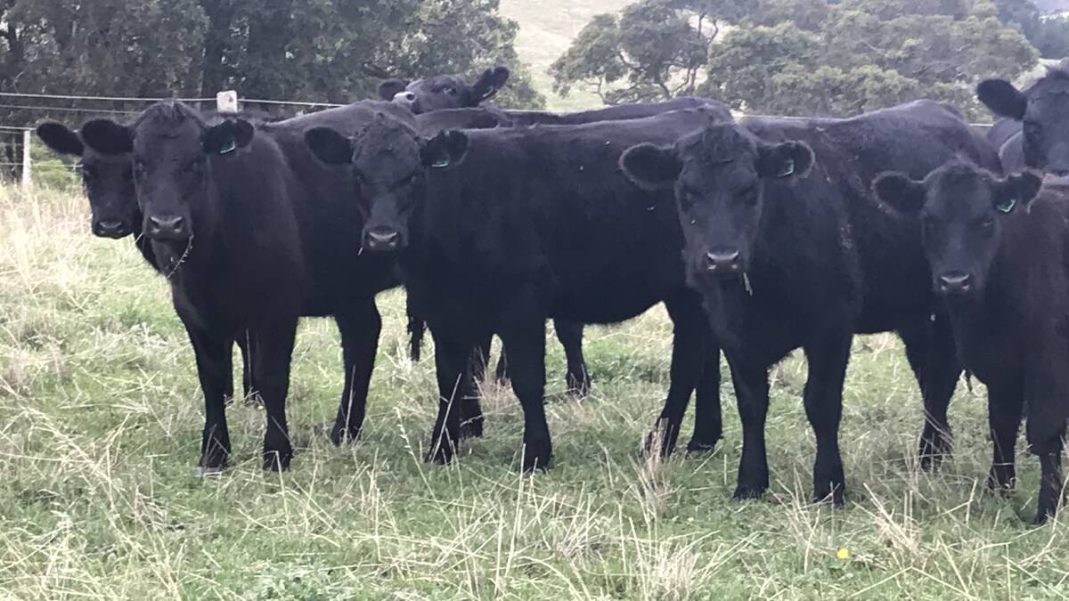 Ferguson graziers TH & L Gibbs will offer 30 Angus heifers and 10 Angus steers aged 12 to 14 months based on Gandy and Blackrock Angus bloodlines with a selection of the heifers suited for replacement breeders.