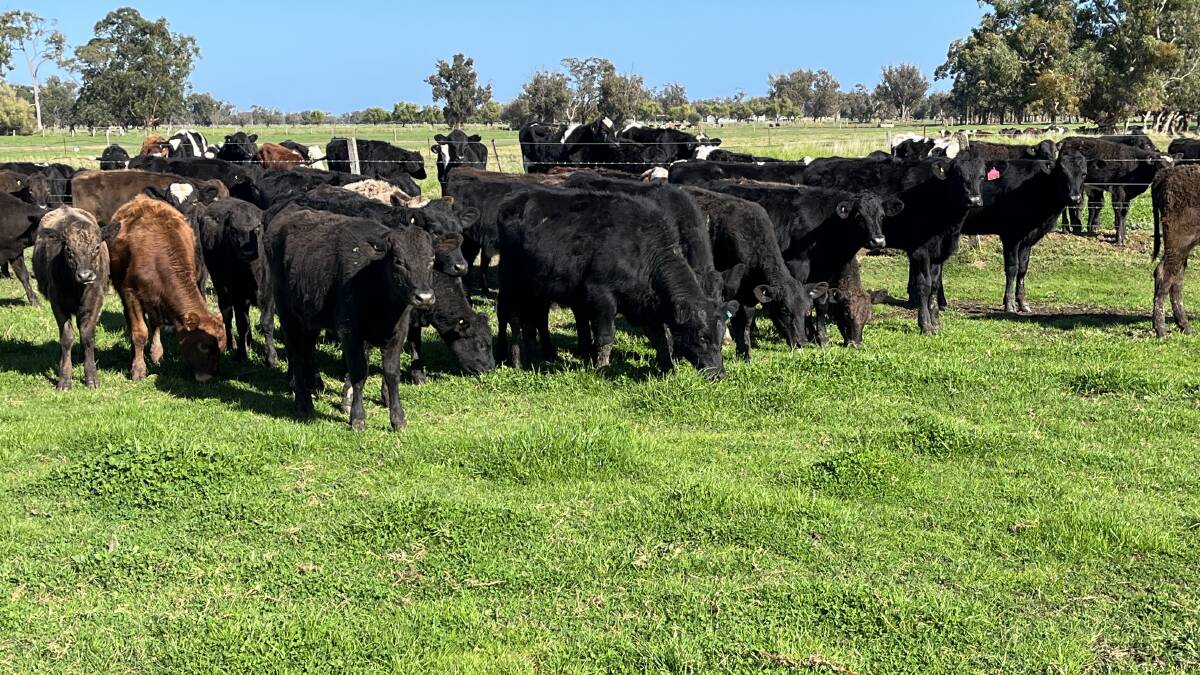 The Panetta family, CA Panetta, Harvey, wll be the largest vendor of first-cross steers in the sale with an offering of six Speckle Park-Friesian (12-14mo), six Simmental-Friesian (12-14mo), six Angus-Friesian (8-10mo), four Speckle Park-Friesian (8-10mo), 15 Angus-Friesian (4-6mo), 15 Murray Grey-Friesian (4-6mo) and four Hereford-Friesian (4-6mo).