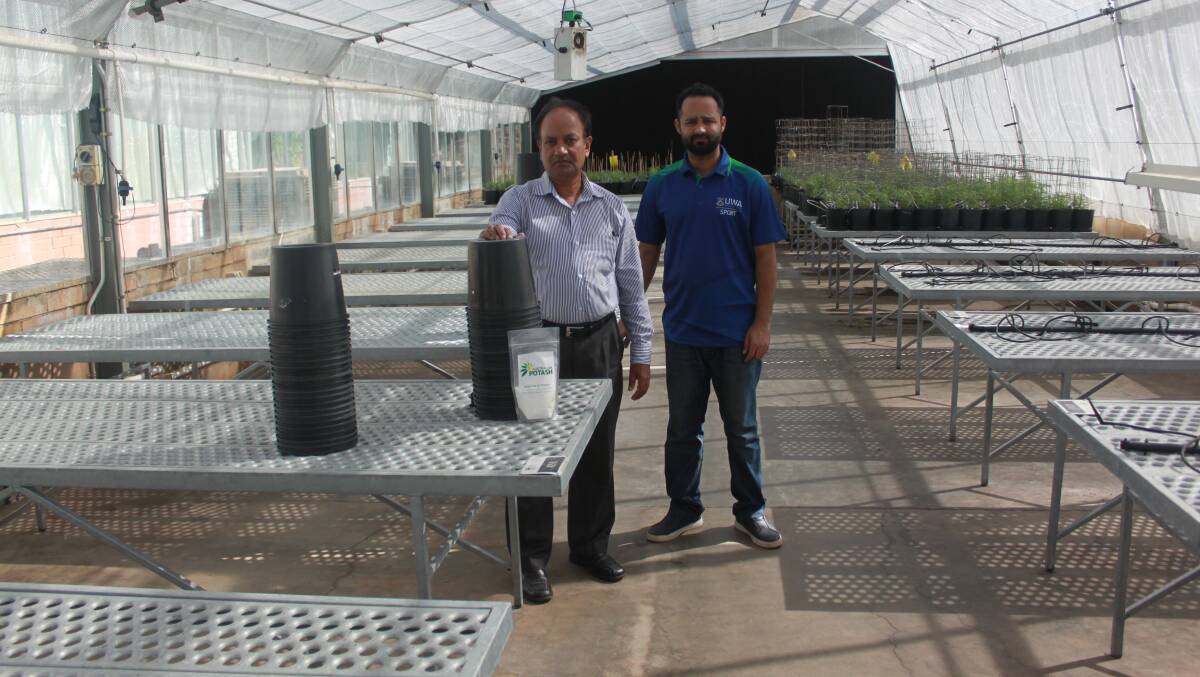  The University of Western Australia Institute of Agriculture researcher Dr Zakaria Solaiman (left) and doctorate student Muhemmad Izhar Shafi at the university greenhouse which will host local Sulphate of Potash fertiliser sample trials on wheat and canola.
