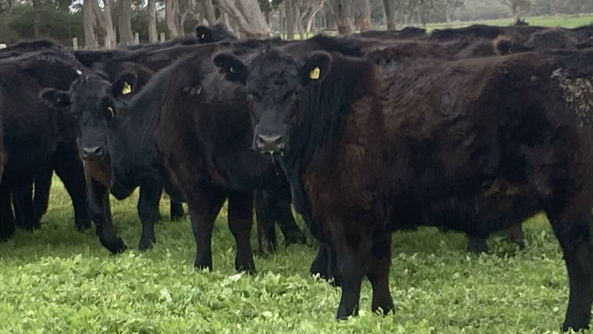 Ludlow Grazing, Ludlow, will offer 18 owner-bred Angus steers which will weigh 460 to 480 kilograms in the Elders Boyanup Store Cattle Sale on Wednesday, July 19.
