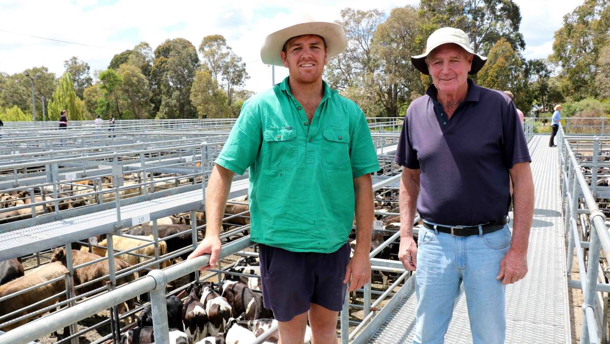 Mitch (left) and Graeme Payne, Nillup, were among the many buyers at the Elders cattle sale, taking home one pen of Montbelliarde steers.