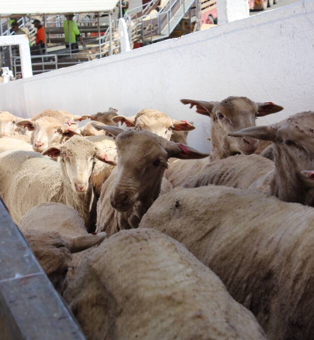 Fears live export trade over regulated