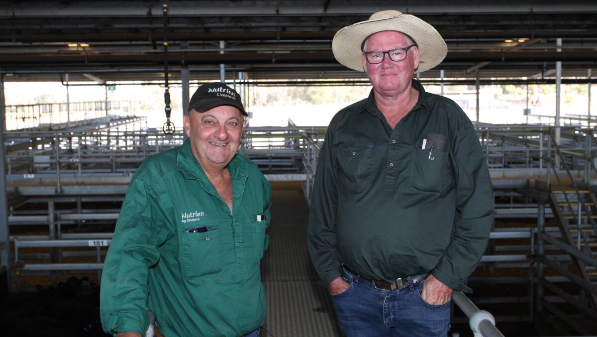 Buyers at the sale Ralph Mosca (left), Nutrien Livestock, Peel and Kevin Armstrong, Willowbank, Benger, looked through the yarding together prior to the start of the sale.