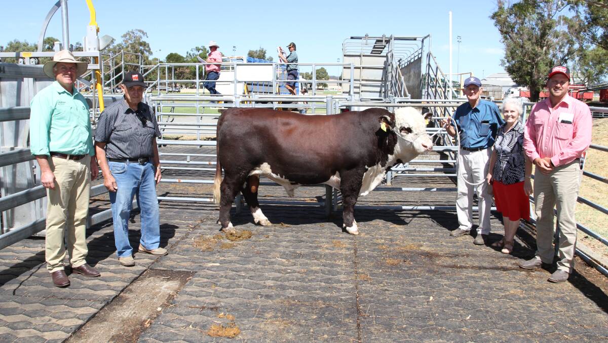The $22,000 second top-priced bull at a multi-vendor bull sale was sold by the Francis familys Yallaroo Hereford stud, Busselton, at the WA Supreme Bull Sale at Brunswick in March. With the top-priced bull, Yallaroo Tarzan T7 (AI) (H) (by Battalion Black Hawk K7), purchased by long-time buyer ED Wedge, Gingin, were Nutrien Livestock, Waroona agent Richard Pollock (left), Phil Musitano, Brunswick, who represented the buyer, Yallaroo stud principals Rob and Heather Francis, Busselton and Jacques Martinson, Elders, Busselton.