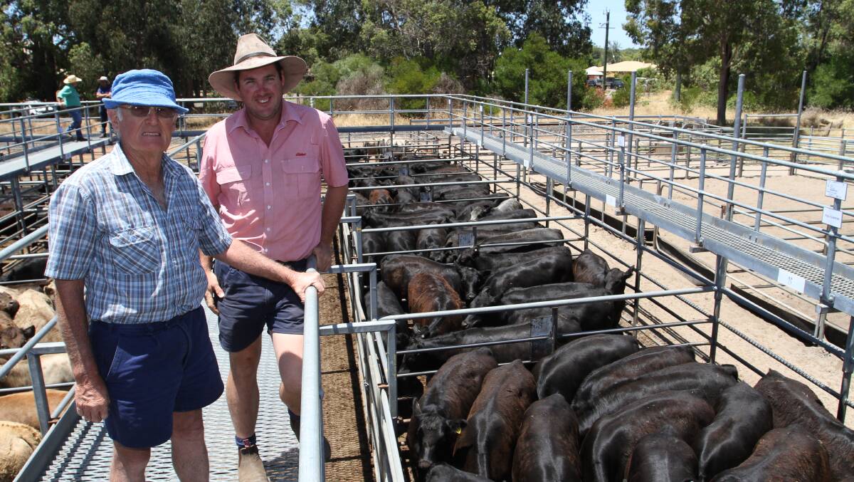 Vendor Bob Pessotto (left), F Pessotto & Sons, Manjimup and Cameron Harris, Elders, Manjimup, with the Pessotto family's Angus steers that sold to 426c/kg and $1700 at the sale.
