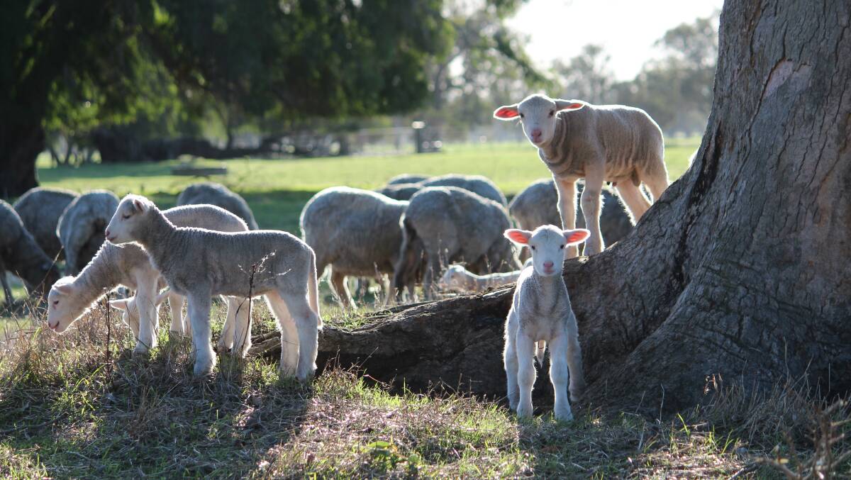 Black tag Merino ewes with newborn twin lambs at foot.