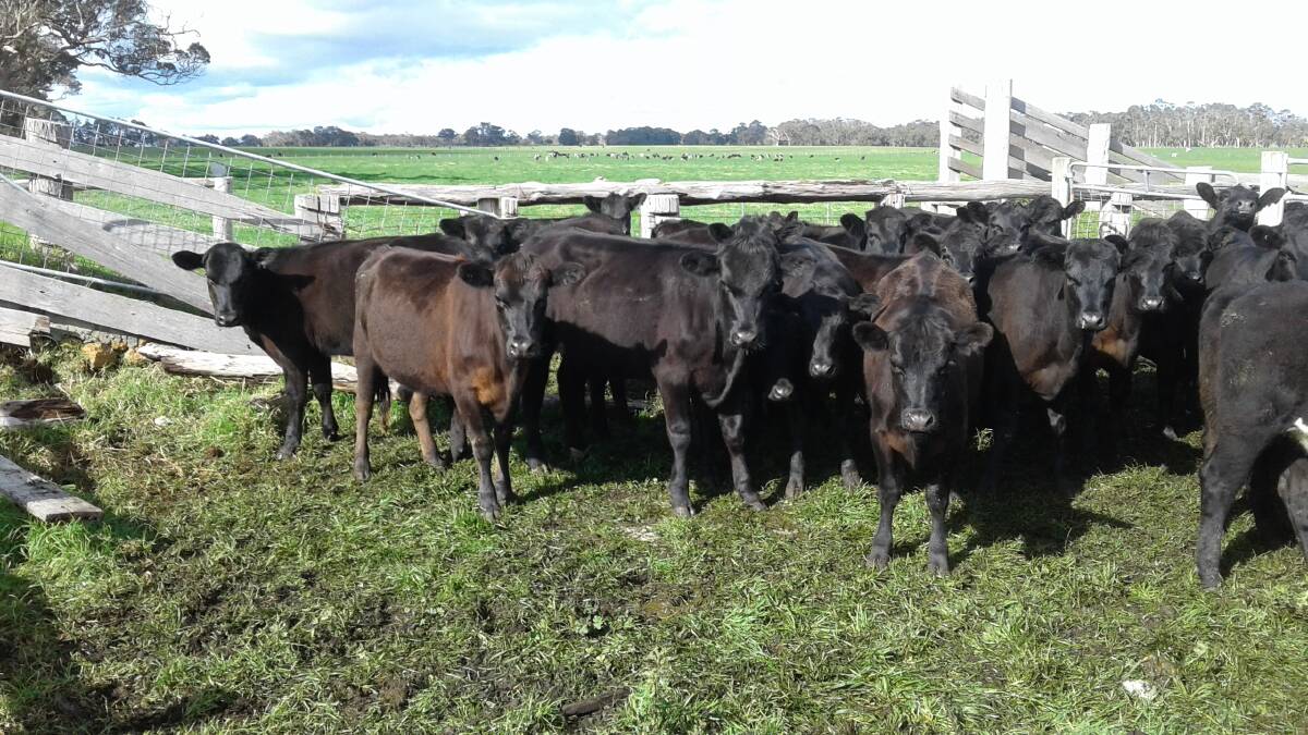 Alexandra Bridge producers D & A Campbell will be the largest vendor in the first-cross heifer section offering 33 Angus-Friesian heifers.