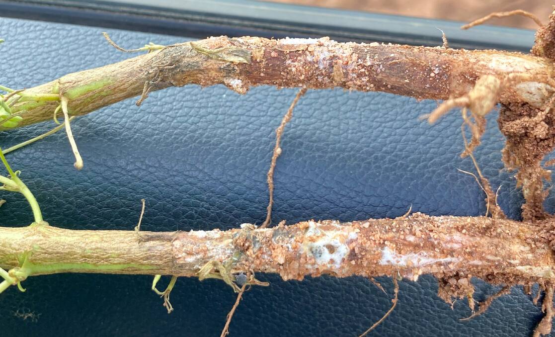 Basal (ground level) sclerotinia infection on lupin plant stems. Photo by Ciara Beard, DPIRD. 