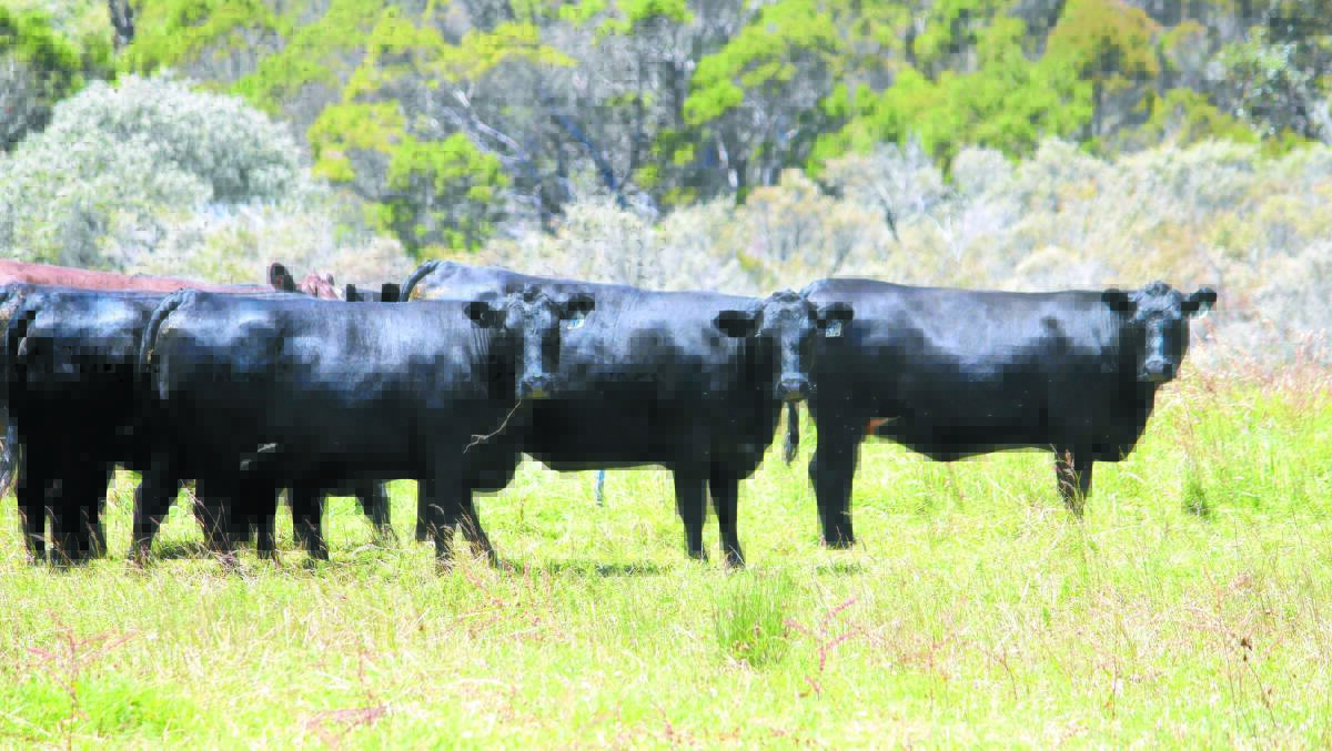 For the last 15 years the Mosterts have sold mated heifers in specialty females sales and offered these rising 2yo Angus heifers for sale in the Landmark Specially Selected Female sale at Boyanup last week.